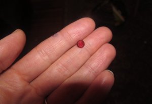 little_garnet1.jpg