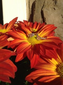 _1552.jpg _1552.jpg