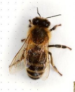 01312-honey-bee-from-above-white-background.jpg
