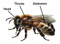 insect_anatomy.jpg