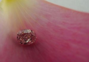pink_diamond_petal_.jpg