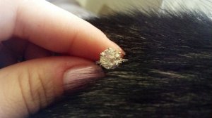 engagement_049.jpg