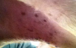 dog_spots.jpg