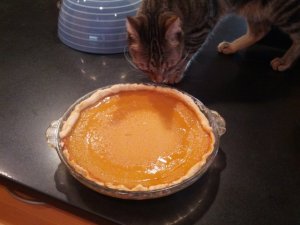 doestommypreferpumpkin.jpg