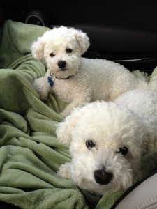 pups2.jpg