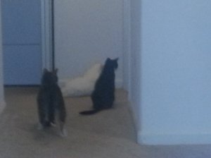 20121203_213800.jpg 20121203_213800.jpg