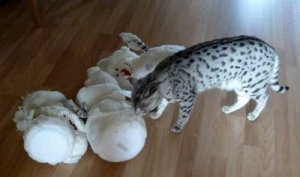 suspect2.jpg suspect2.jpg