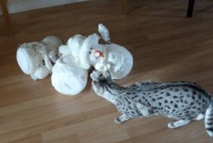 suspect1.jpg suspect1.jpg