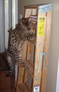 ladder.jpg