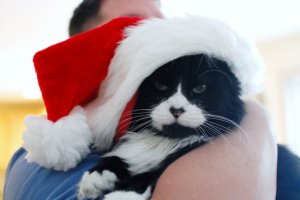 2009-12-25_nicky_kitty_0701_-_copy.jpg