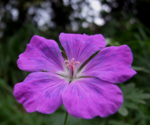 violeta.png