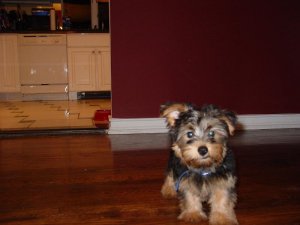 gizmo_8wks3.JPG