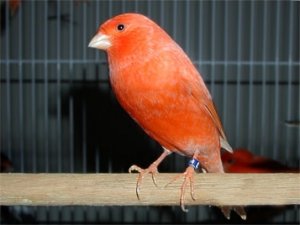 padparadschacanary.jpg