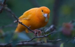 brownishirangecanary.jpg