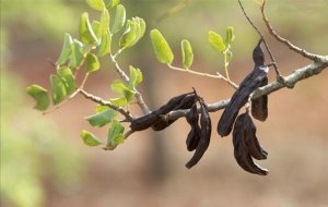 carob.jpg