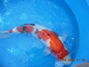 koi_12780.jpg