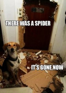 spider.jpg
