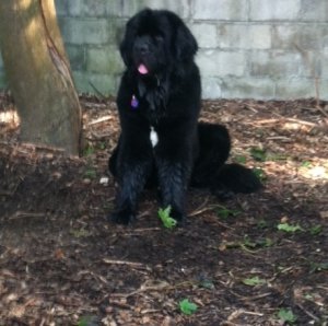 griffinsitting.jpg