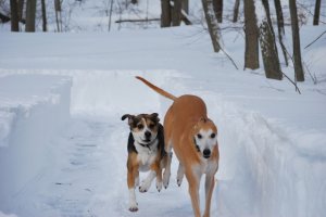 lucybaba2013blizzard.jpg