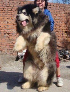 bigdog6.jpg