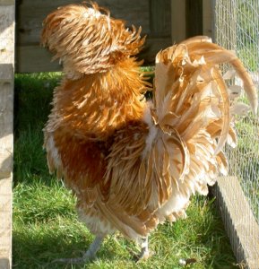 fancy_chicken.jpg