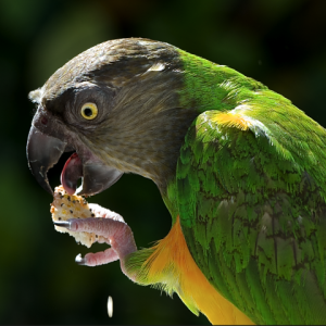 0h_yum_yum.png