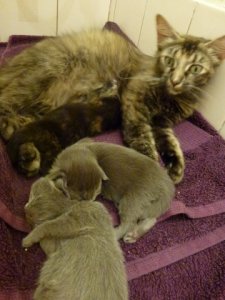 giantkittens.jpg