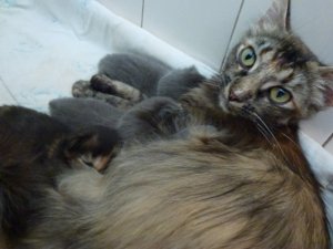 family3.jpg