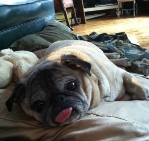 raspberrypug.jpg