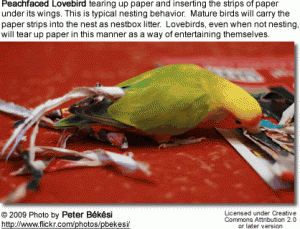 peachfacedlovebirdpaper.gif