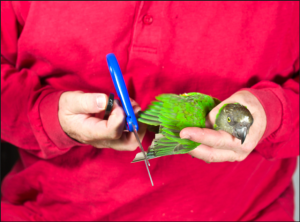 primary_wing_feather_trim.png