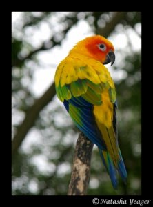 sun_conure_by_shaydyn.jpg