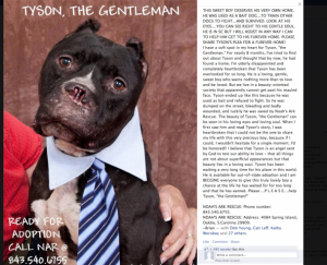 tyson_the_gentleman.png