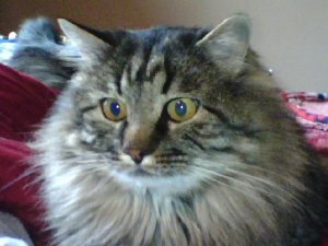 jasper2.jpg