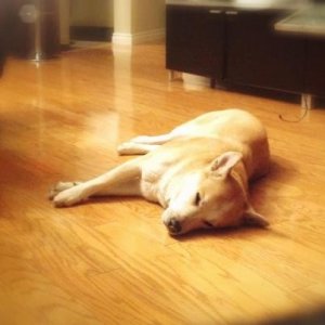 lazy_charlie.jpg
