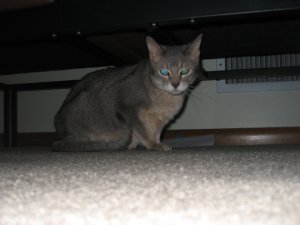 picture_541.jpg