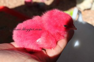 chick_pink.jpg