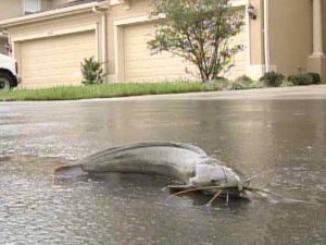 catfish.jpg