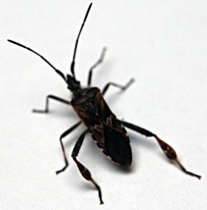 western_conifer_seed_bug-295x300.jpg