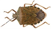 stink-bug1.jpg