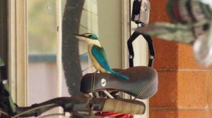 kingfisher.jpg