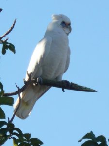 australian-cockatoo-short-billed-corella-pets1.jpg