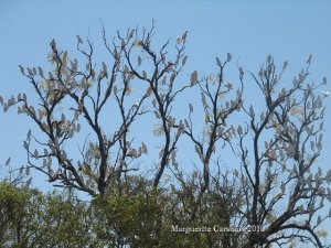 tree_of_corellas.jpg