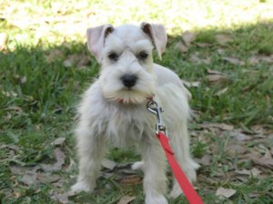 schnauzerwhite.jpg
