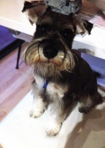 chewijustclippedphoto.jpg
