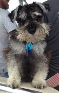 chewiontheboatphoto.jpg