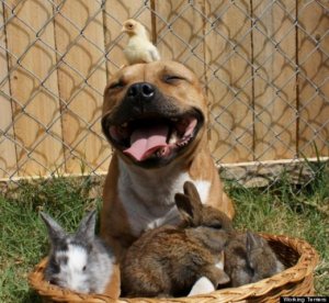 o-picture-of-pit-bull-with-bird-570.jpg