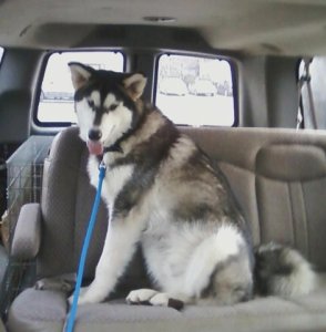 inthecar.jpg