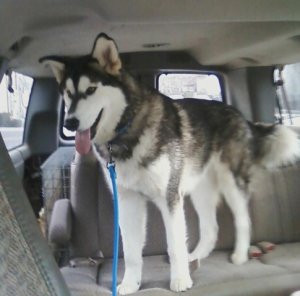 inthecar2.jpg