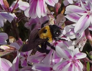 bumble_bee_visits_photo_shoot.jpg